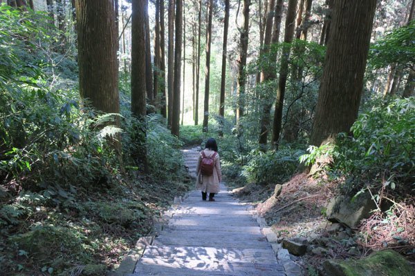 2019.01.30 冬遊阿里山第三天--頂石棹霧之道、茶之