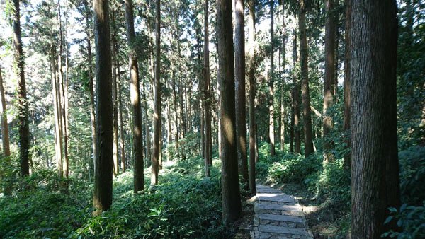 2019.01.30 冬遊阿里山第三天--頂石棹霧之道、茶之