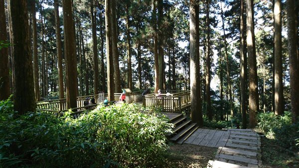 2019.01.30 冬遊阿里山第三天--頂石棹霧之道、茶之