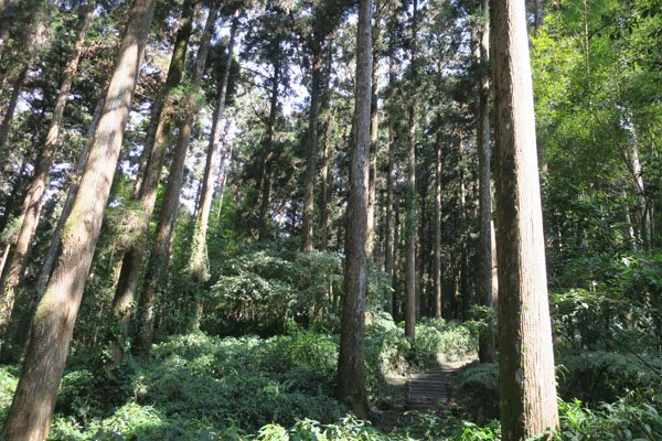2019.01.30 冬遊阿里山第三天--頂石棹霧之道、茶之