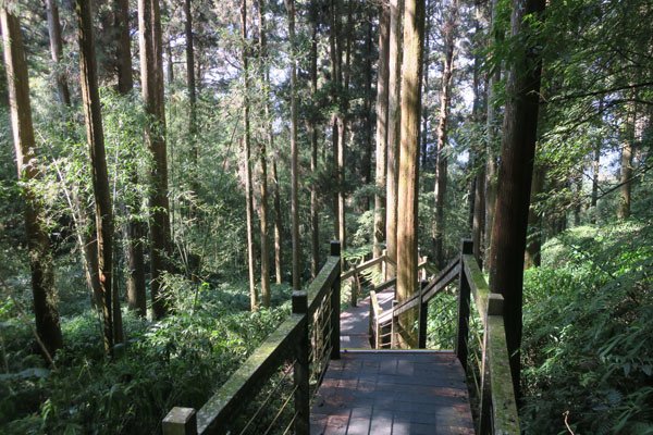 2019.01.30 冬遊阿里山第三天--頂石棹霧之道、茶之