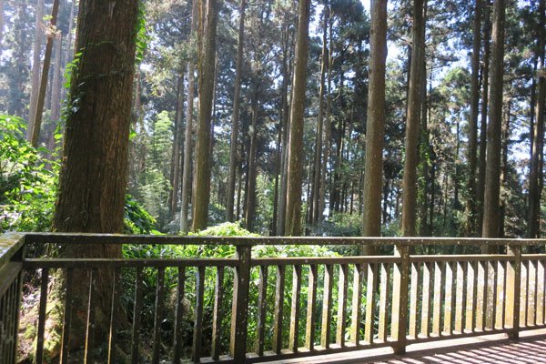 2019.01.30 冬遊阿里山第三天--頂石棹霧之道、茶之