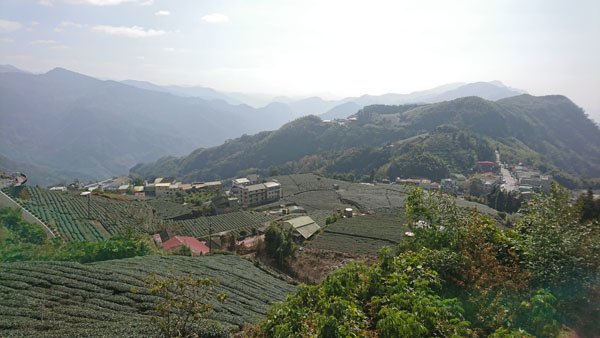 2019.01.30 冬遊阿里山第三天--頂石棹霧之道、茶之