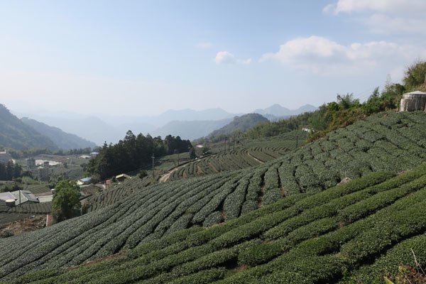 2019.01.30 冬遊阿里山第三天--頂石棹霧之道、茶之