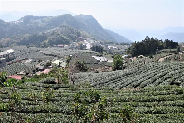 2019.01.30 冬遊阿里山第三天--頂石棹霧之道、茶之