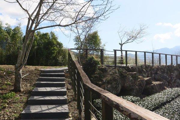 2019.01.31 冬遊阿里山第四天--祕境觀日出、雅吾瑪