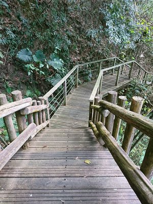 2019.01.31 冬遊阿里山第四天--祕境觀日出、雅吾瑪