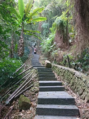 2019.01.31 冬遊阿里山第四天--祕境觀日出、雅吾瑪