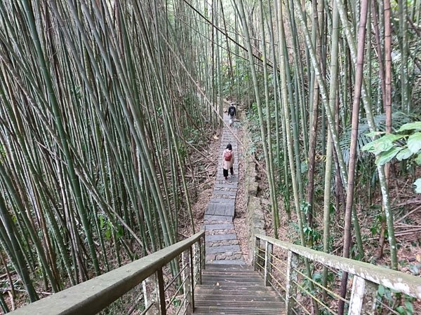 2019.01.31 冬遊阿里山第四天--祕境觀日出、雅吾瑪