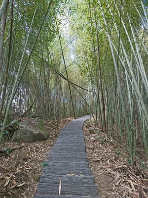 2019.01.31 冬遊阿里山第四天--祕境觀日出、雅吾瑪