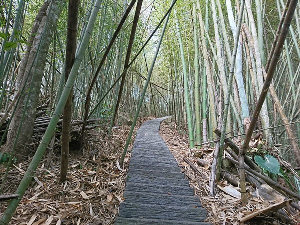 2019.01.31 冬遊阿里山第四天--祕境觀日出、雅吾瑪