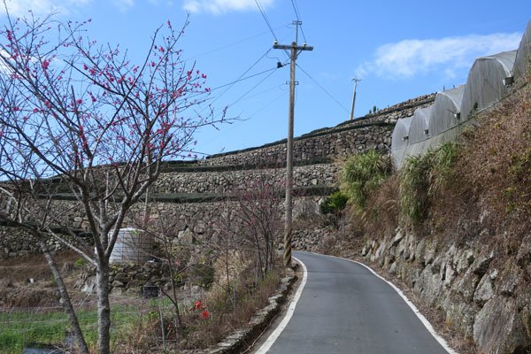 2019.01.31 冬遊阿里山第四天--祕境觀日出、雅吾瑪