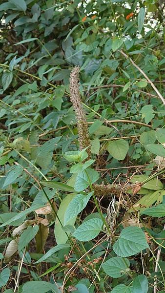 15凋零的狗尾草.JPG