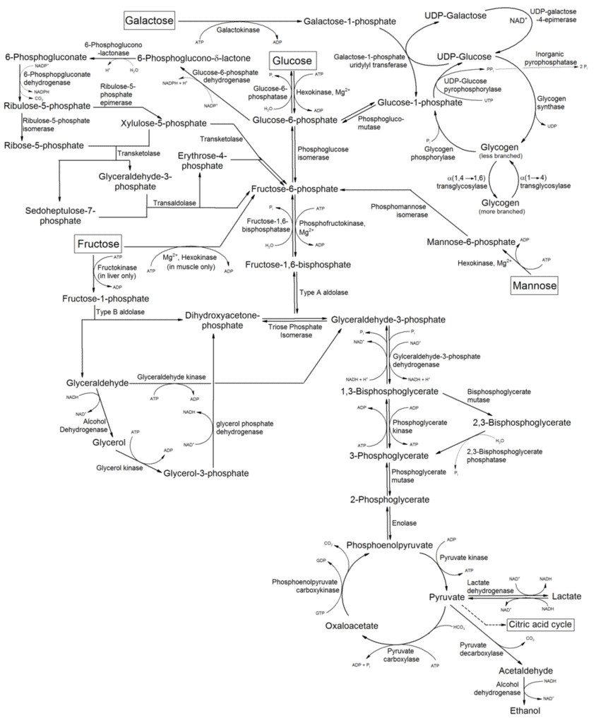 1000px-Metabolism_of_common_monosaccharides,_and_related_reactions.png