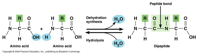 02-16_AminoAcid.JPG