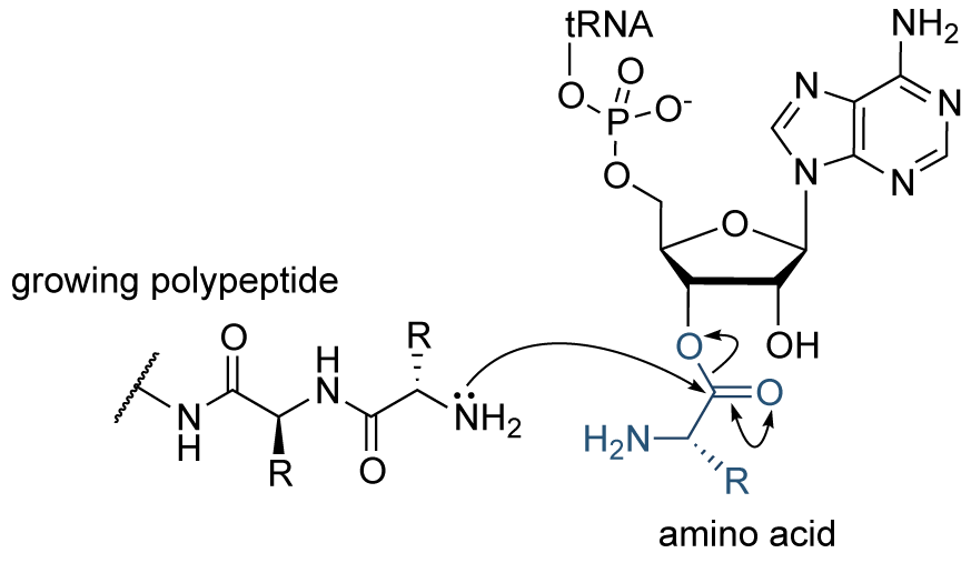 protein-synthesis-tRNA-large.png