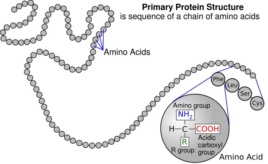 2000px-Protein_primary_structure.svg.png