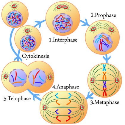 protein-synthesis-3792.jpg