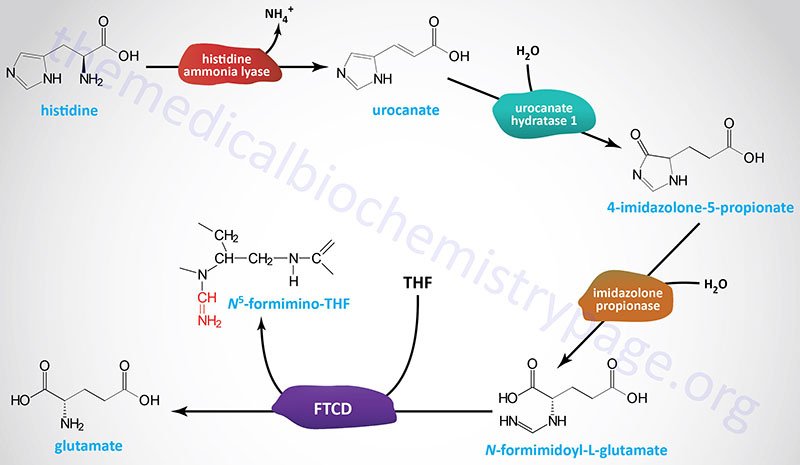 histidine-catabolism.jpg