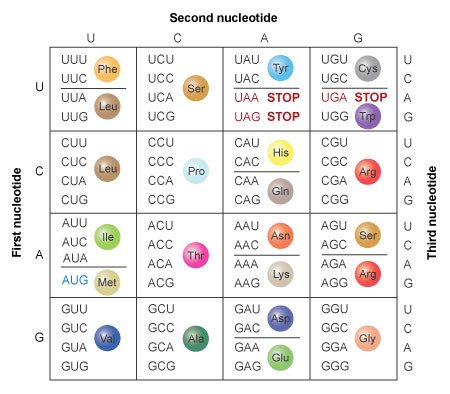 amino-acid-table.jpg