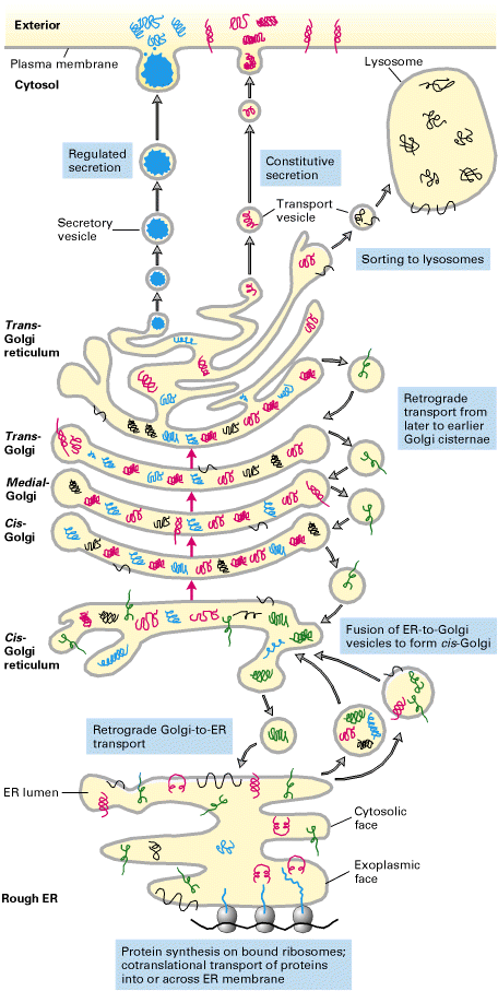 sorting_er_golgi.gif