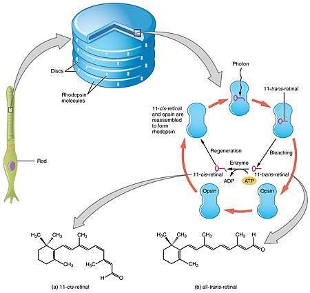 1415_Retinal_Isomers.jpg