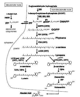 fig01-01.jpg