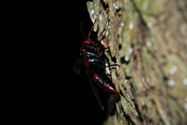 DSC_0709.JPG