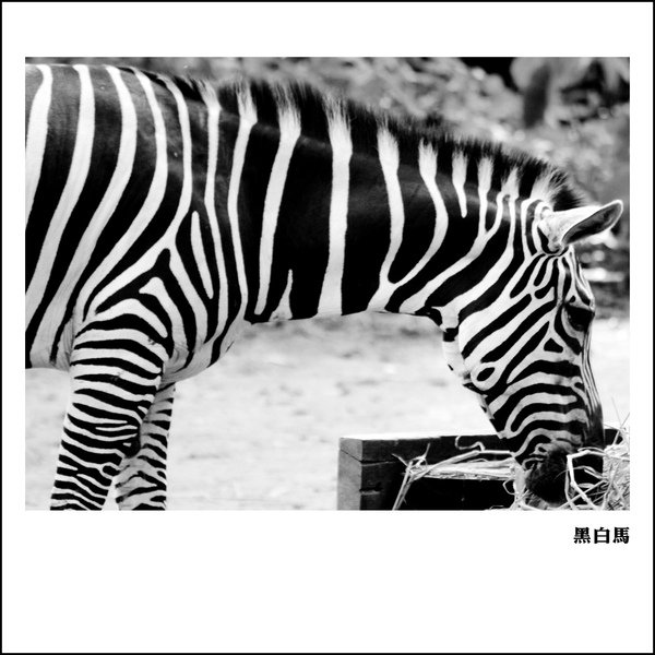 12) 黑白馬.jpg