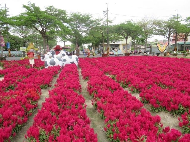 IMG_4654.JPG - 台南學甲蜀葵花和南紡購物中心之行