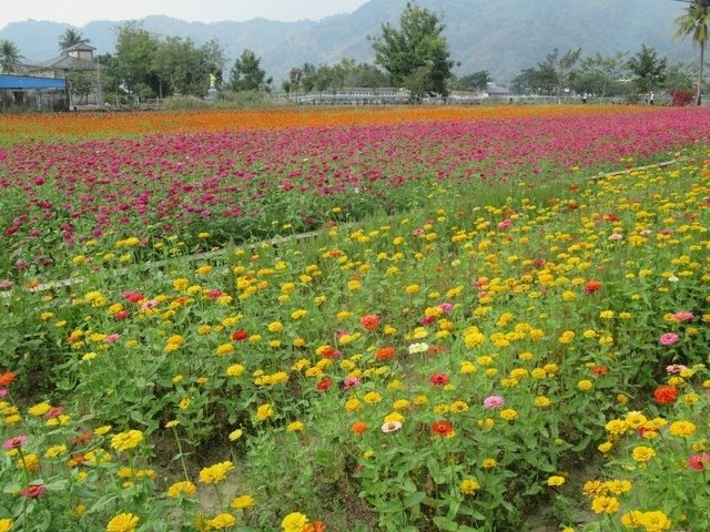 IMG_9889.JPG - 2020旗山.杉林花海和美濃花海之行