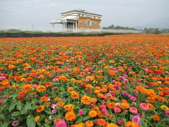 IMG_8722.JPG - 美濃和杉林花海及甲仙和六龜彩虹大佛之行
