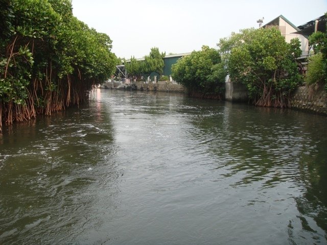 DSC09140.JPG - 台南四草綠色隧道之行