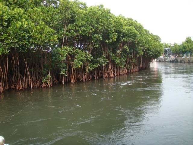 DSC09141.JPG - 台南四草綠色隧道之行