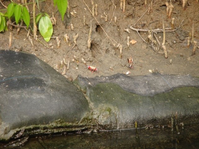 DSC09154.JPG - 台南四草綠色隧道之行