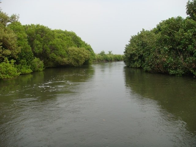 DSC09163.JPG - 台南四草綠色隧道之行