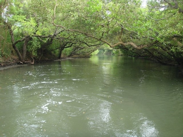 DSC09169.JPG - 台南四草綠色隧道之行