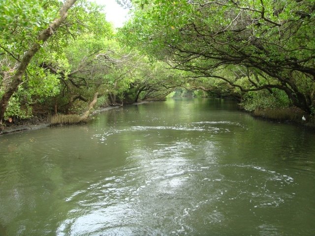 DSC09172.JPG - 台南四草綠色隧道之行