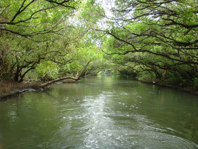 DSC09175.JPG - 台南四草綠色隧道之行