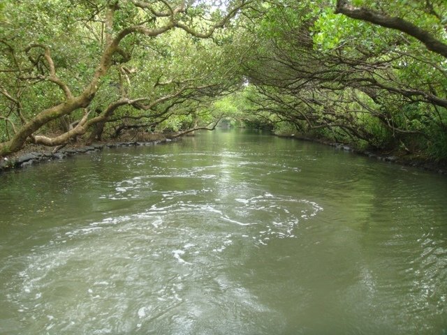 DSC09177.JPG - 台南四草綠色隧道之行