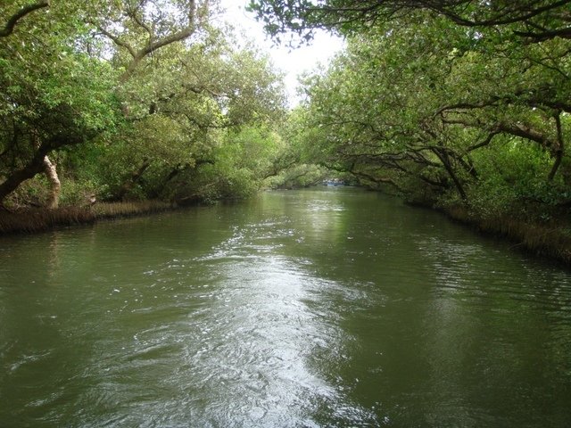 DSC09181.JPG - 台南四草綠色隧道之行