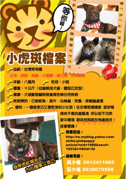 小虎斑認養傳單.jpg