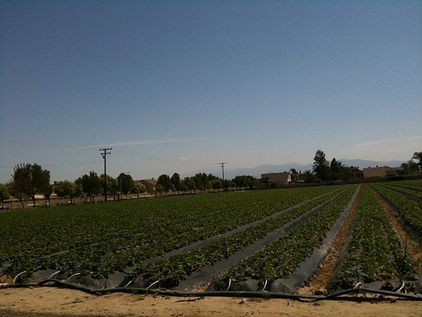 StrawberryField_3.jpg