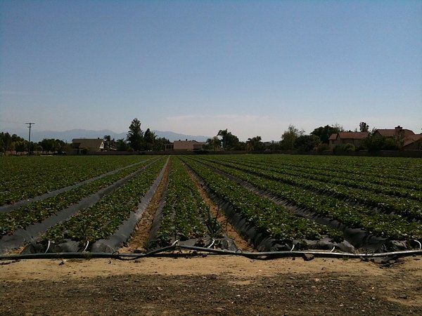 StrawberryField_2.jpg