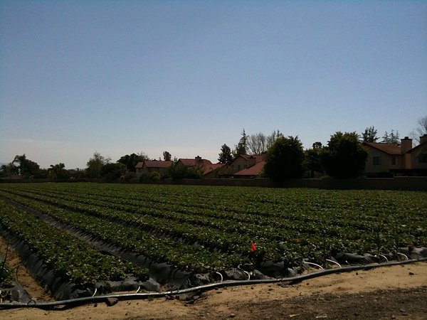 StrawberryField_4.jpg