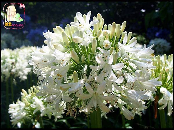 沐心泉愛情花02.JPG