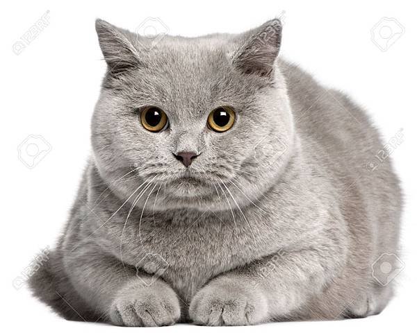 380429-1300x1046-hqd-british-shorthair-wallpaper.jpg