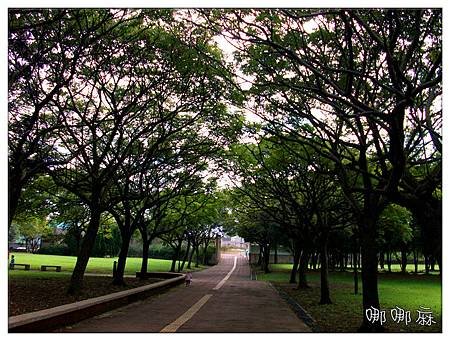樹的隧道
