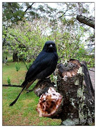 鳥看鏡頭