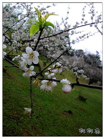 嫩芽